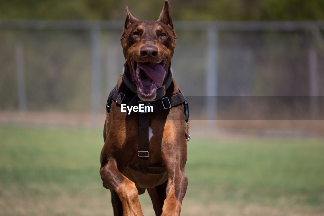 mammal, animal themes, domestic animals, animal, pet, one animal, dog, canine, running, brown, motion, grass, nature, day, sports, focus on foreground, no people, collar, outdoors, pet collar, portrait