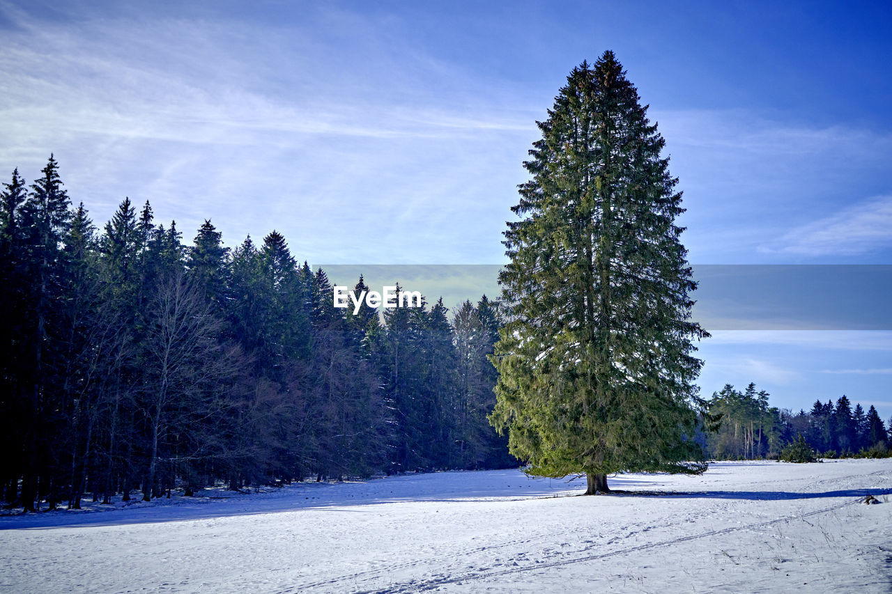 Lonesome tree in winter