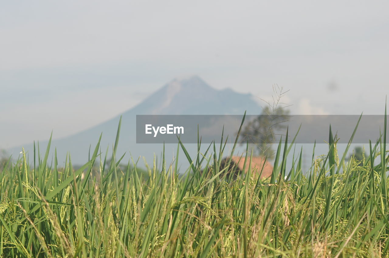 Scenic view of grassy field against sky