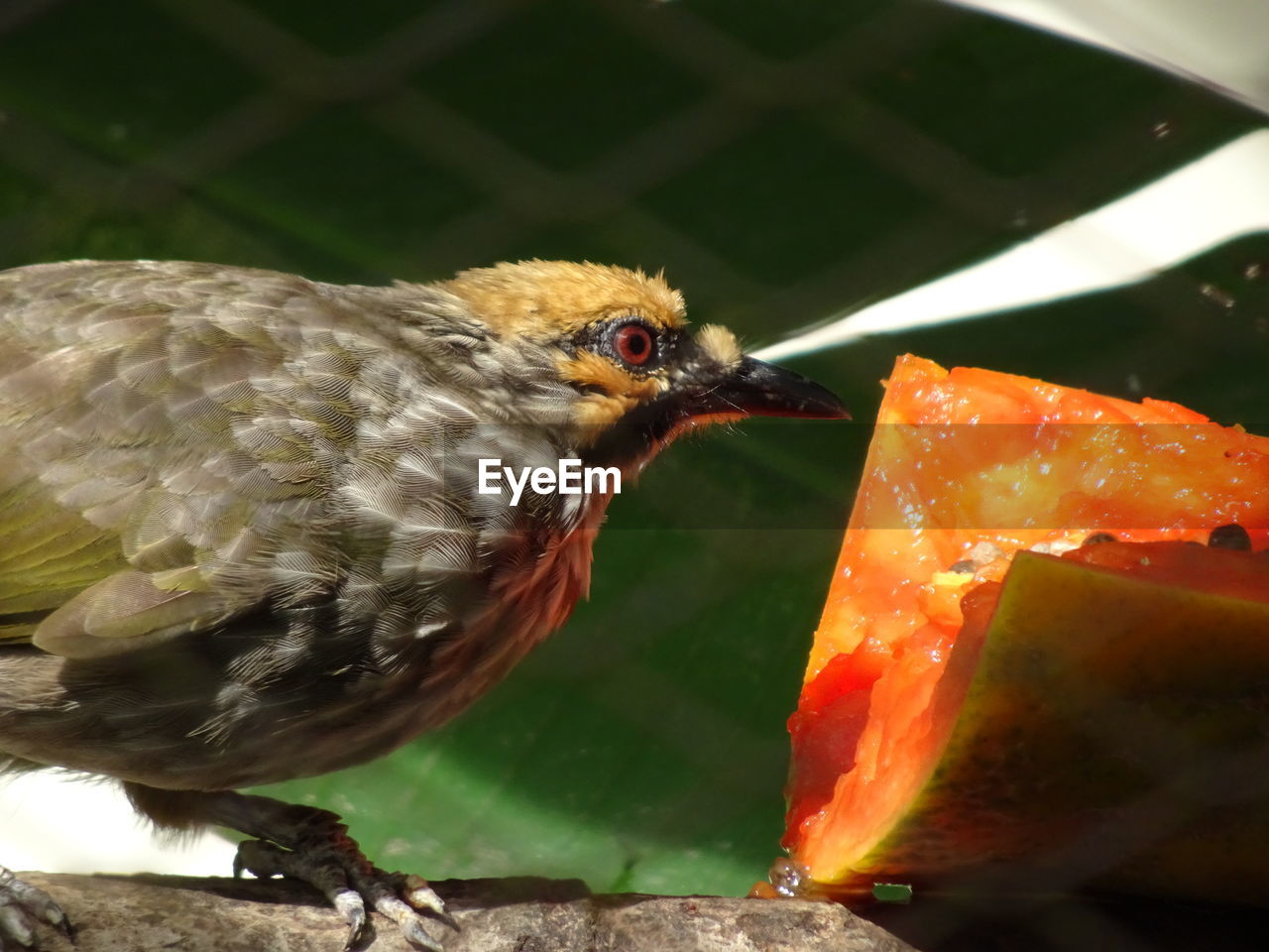 Close-up of bird eating food. straw-headed bulbul