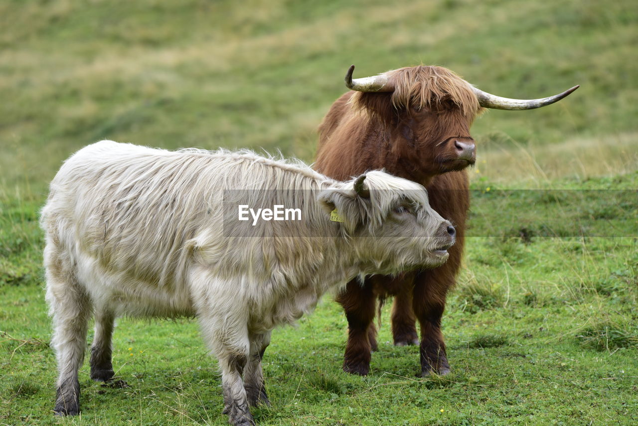 COW STANDING IN THE FIELD