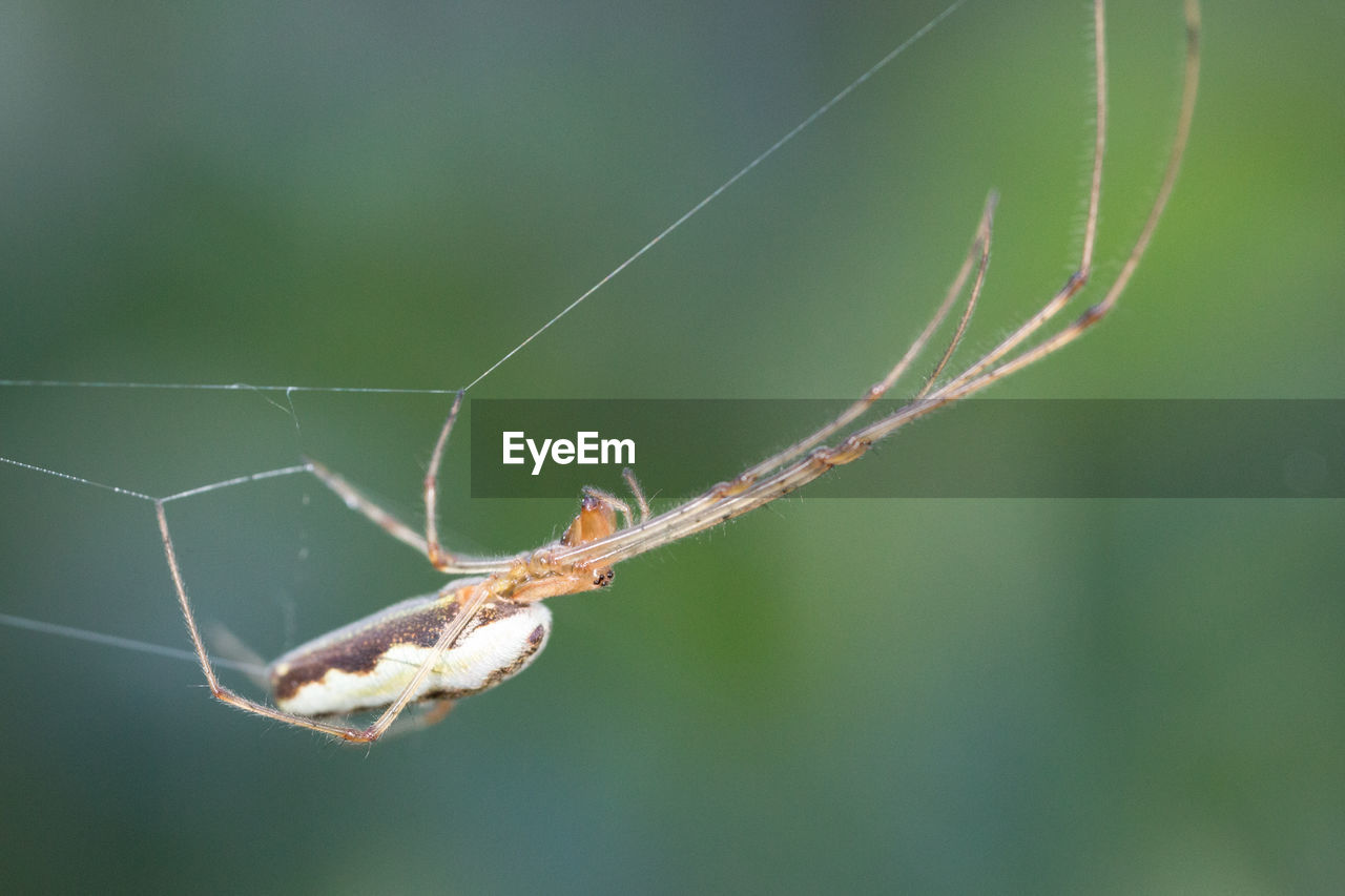 CLOSE-UP OF SPIDER ON WEB AGAINST GREEN BACKGROUND