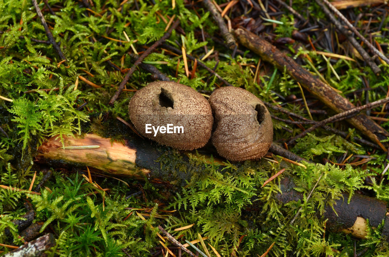 HIGH ANGLE VIEW OF MUSHROOMS ON GROUND