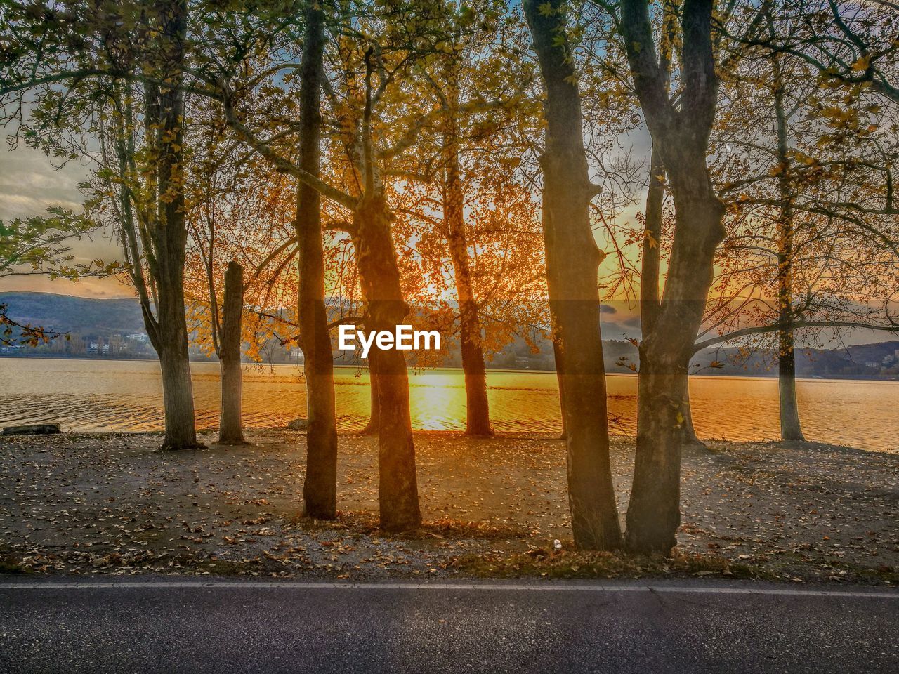 ROAD AMIDST TREES IN FOREST DURING SUNSET