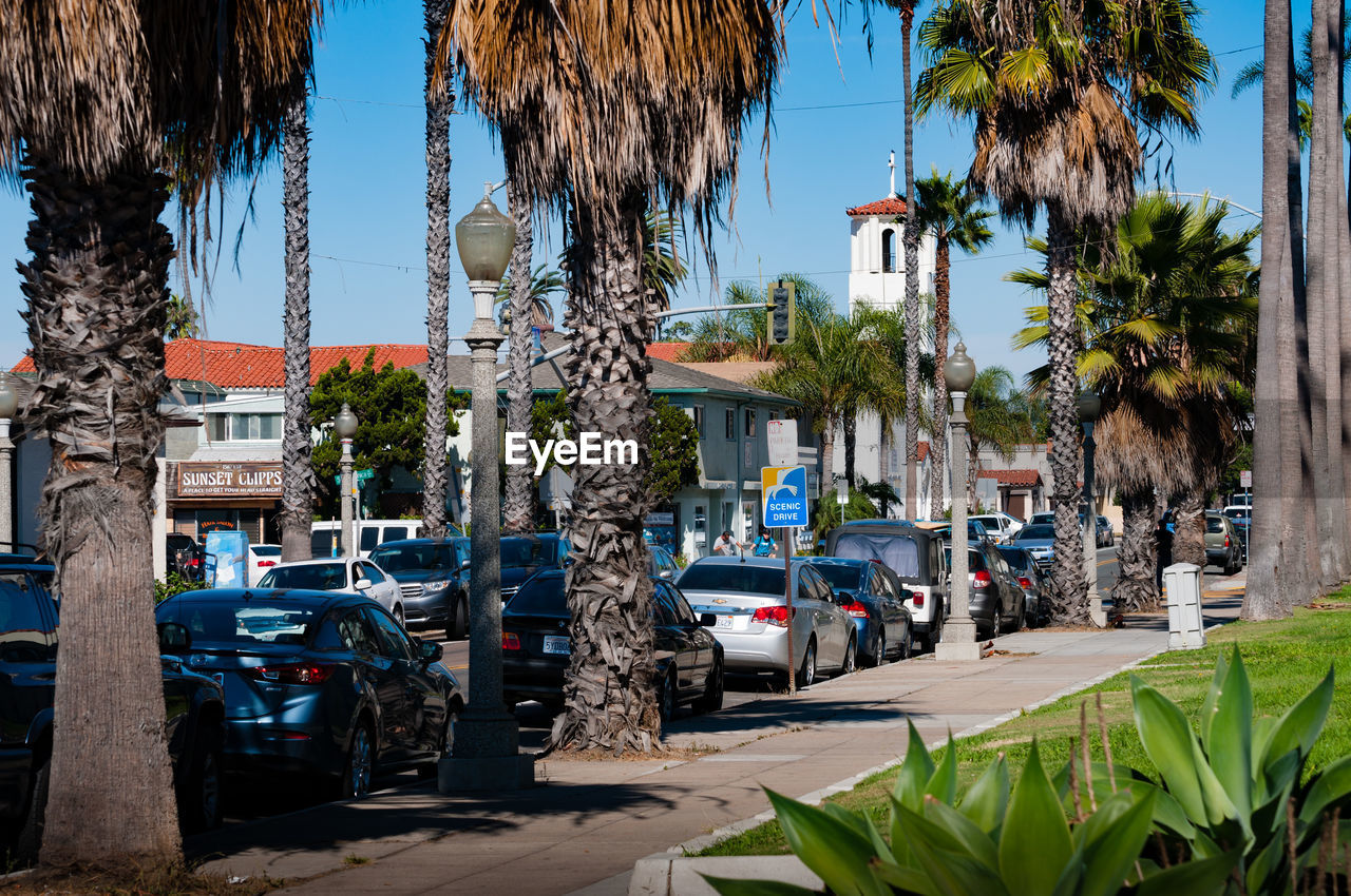 CARS ON STREET BY PALM TREES AGAINST SKY