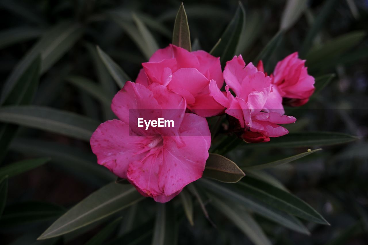 Close-up of pink flower