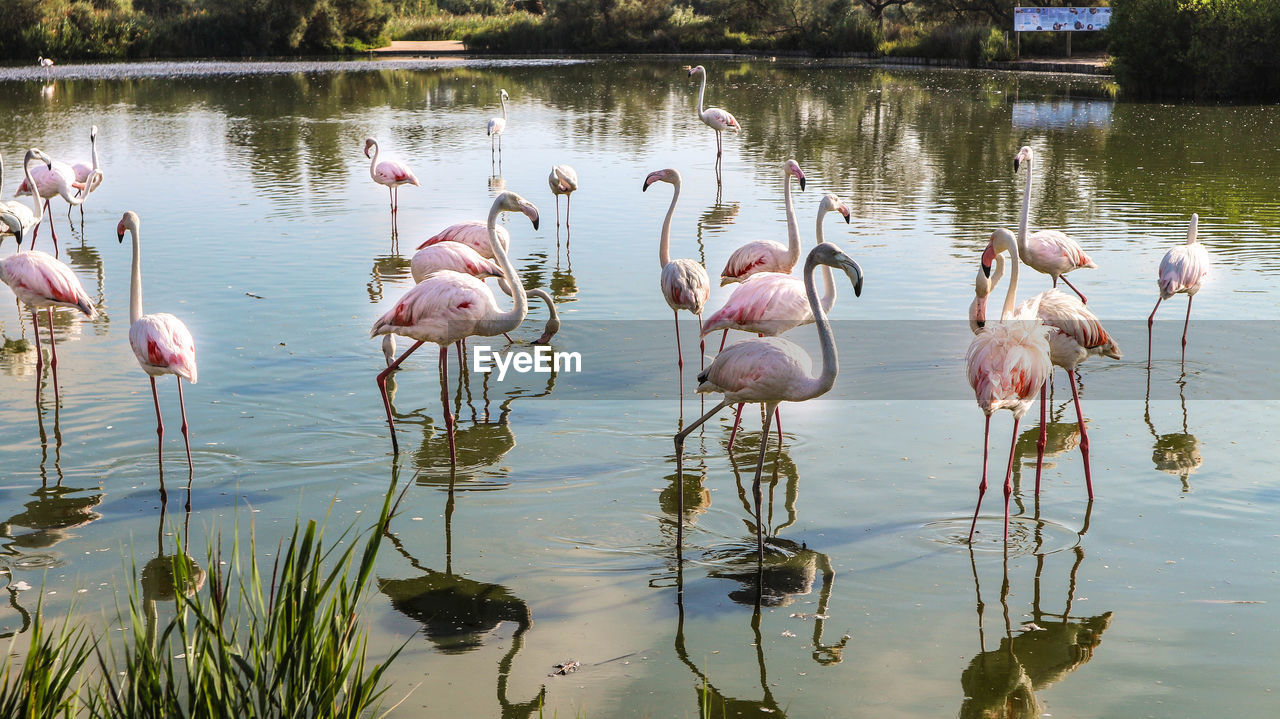 Pink flamingos in camargue