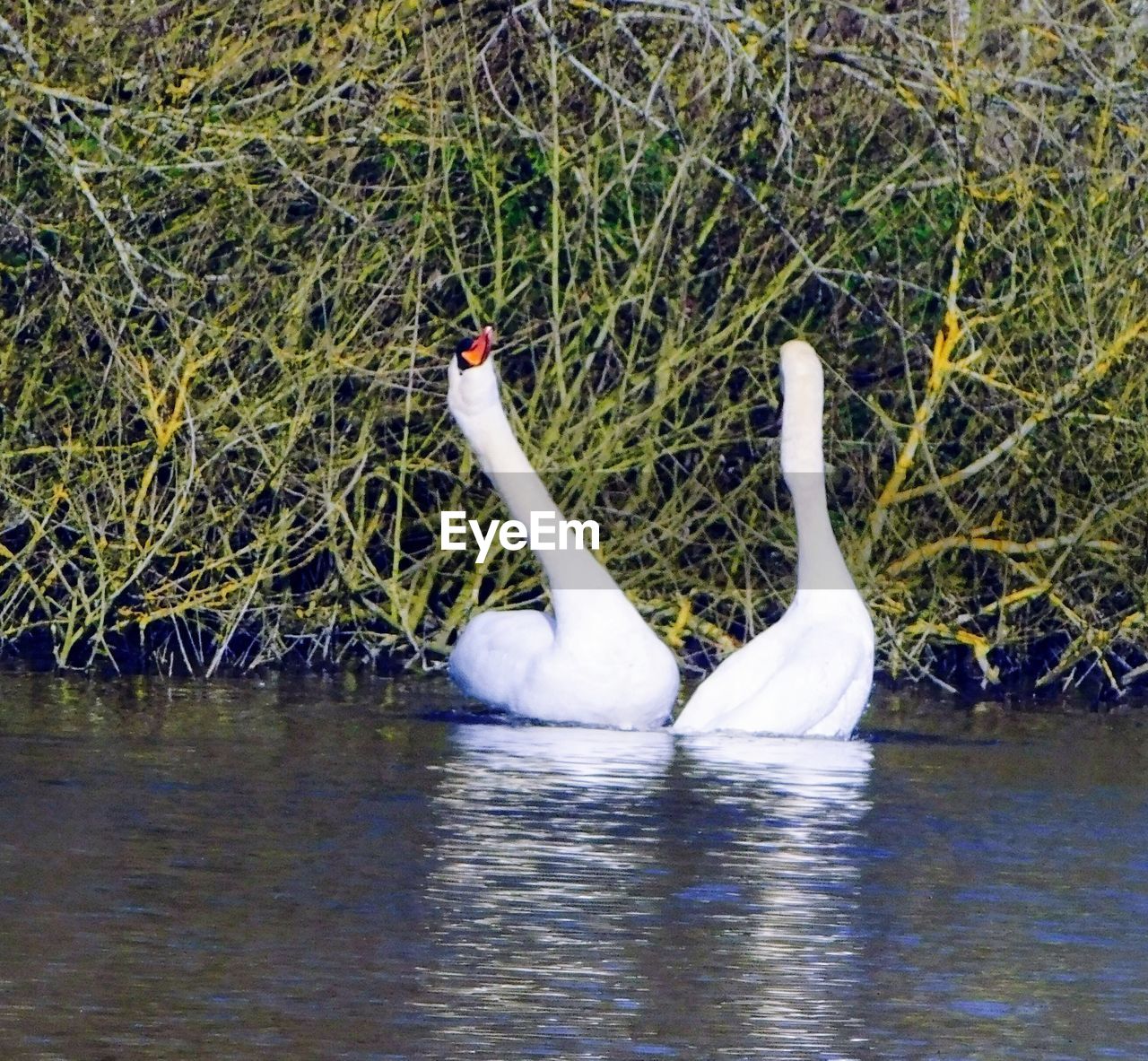 SWANS SWIMMING IN LAKE