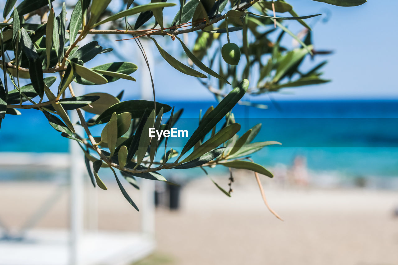 CLOSE-UP OF PLANT BY SEA AGAINST SKY