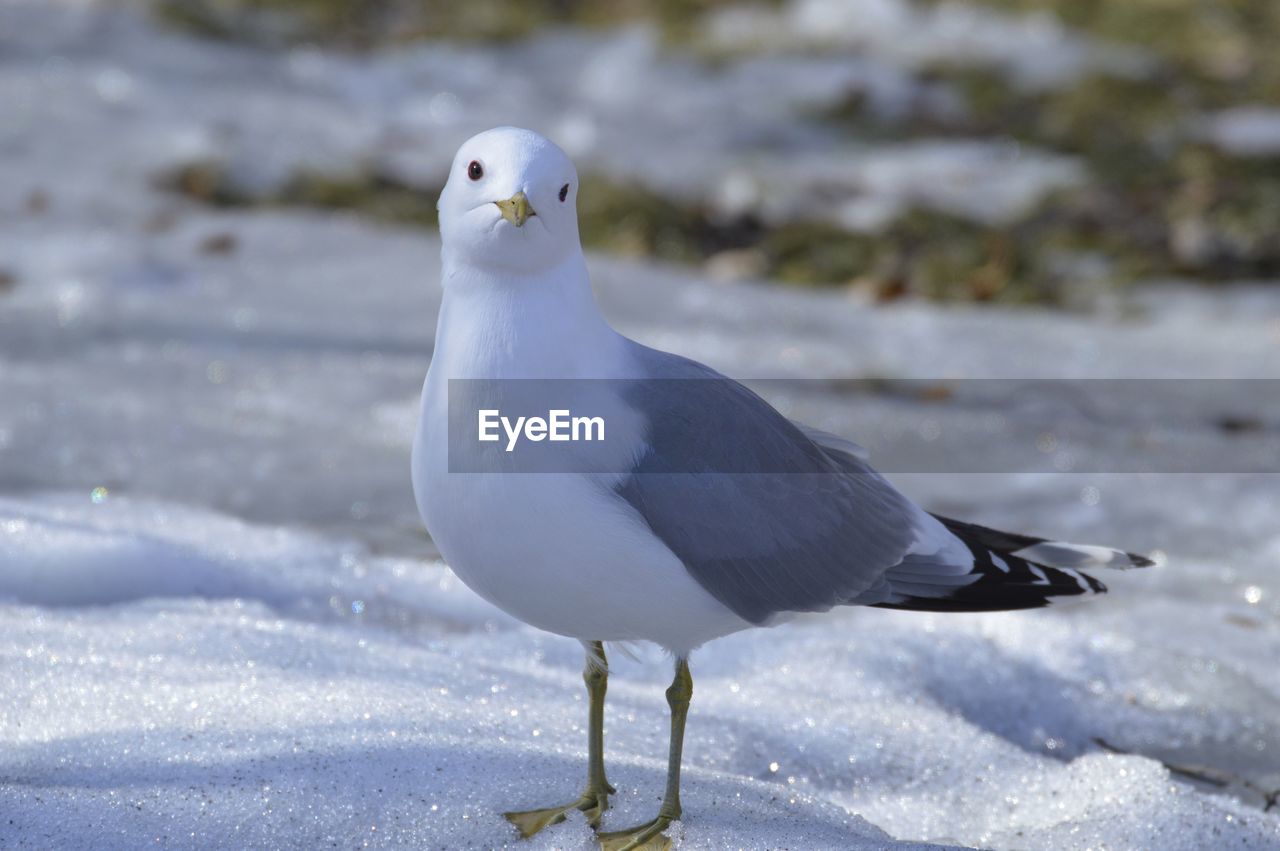 Close-up of seagull perching on snow