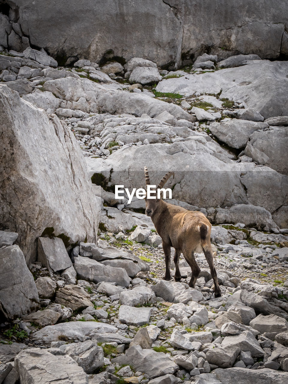 Ibex on rocks