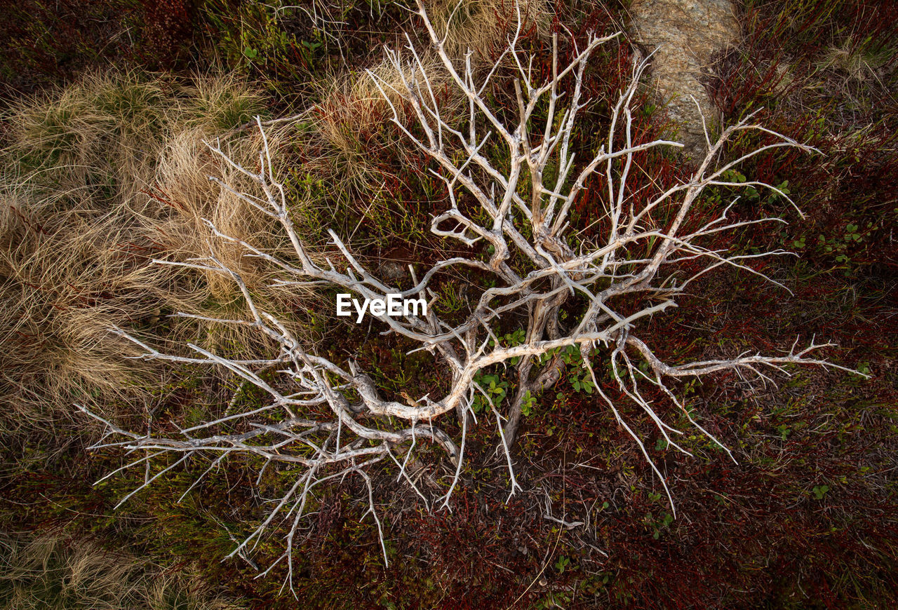 Close-up of tree roots on field in rodnei mountains 