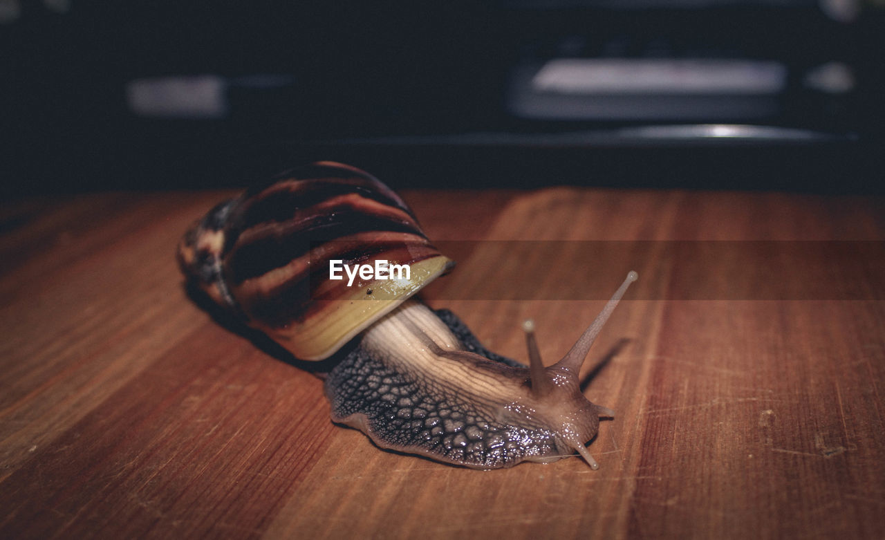 Close-up of snail on wooden floor