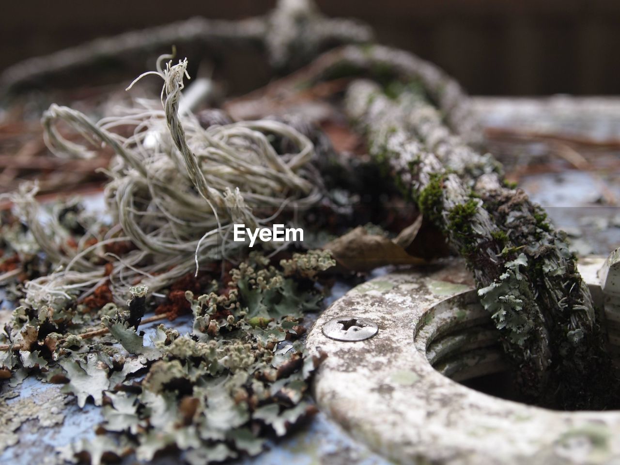 CLOSE-UP OF DRIED PLANT