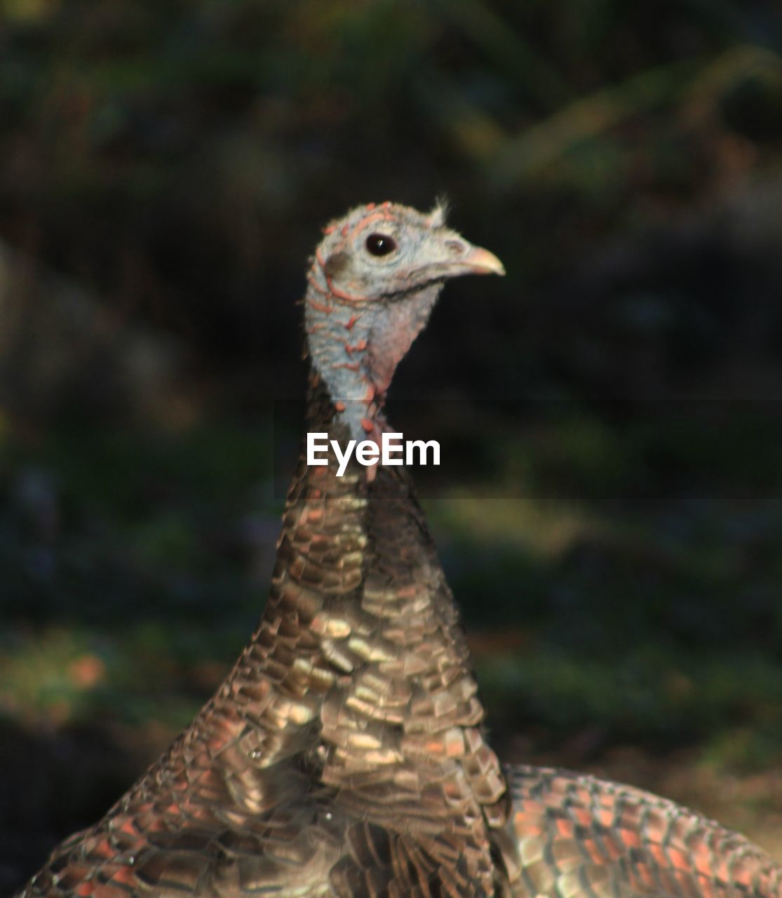 CLOSE-UP SIDE VIEW OF A BIRD