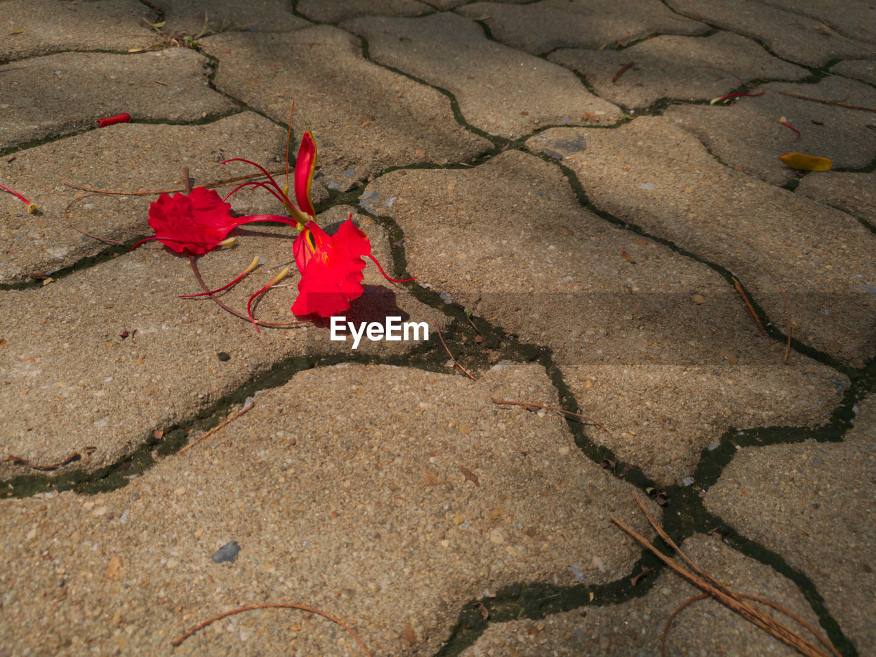 HIGH ANGLE VIEW OF RED FLOWER ON BEACH