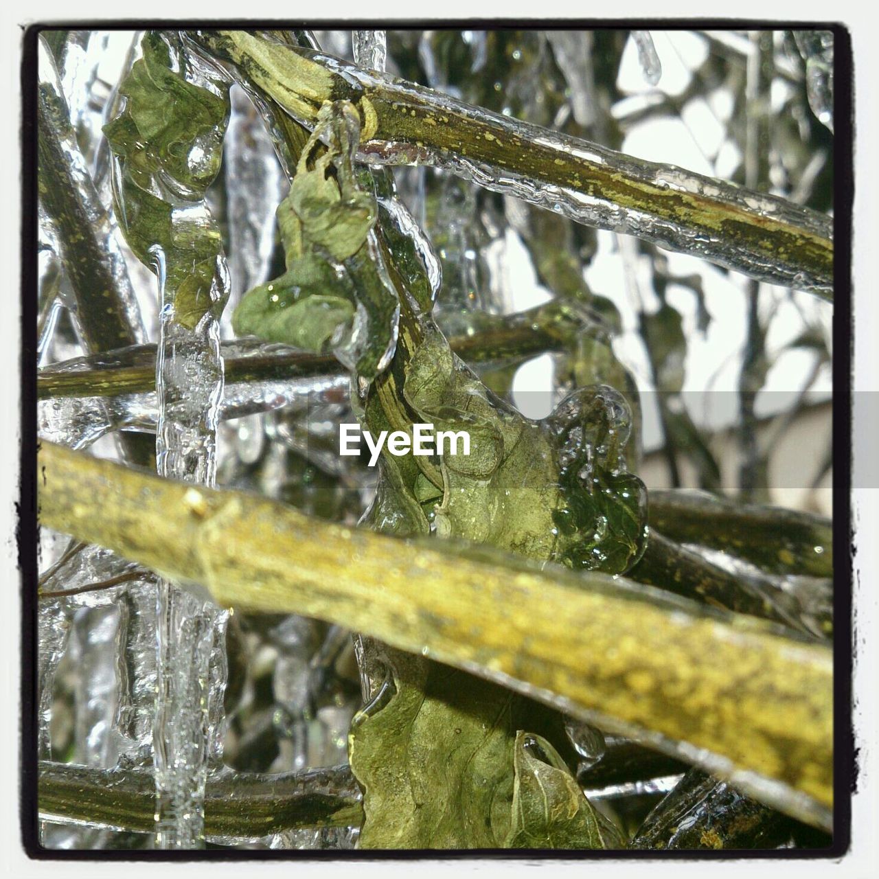 Water flowing through plant