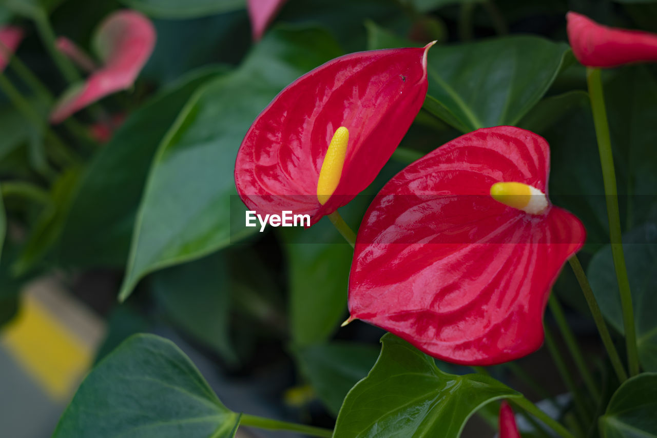 flower, plant, flowering plant, leaf, plant part, freshness, beauty in nature, close-up, petal, red, nature, fragility, inflorescence, flower head, growth, green, no people, outdoors, botany, pink, focus on foreground, blossom, magenta, springtime, vibrant color