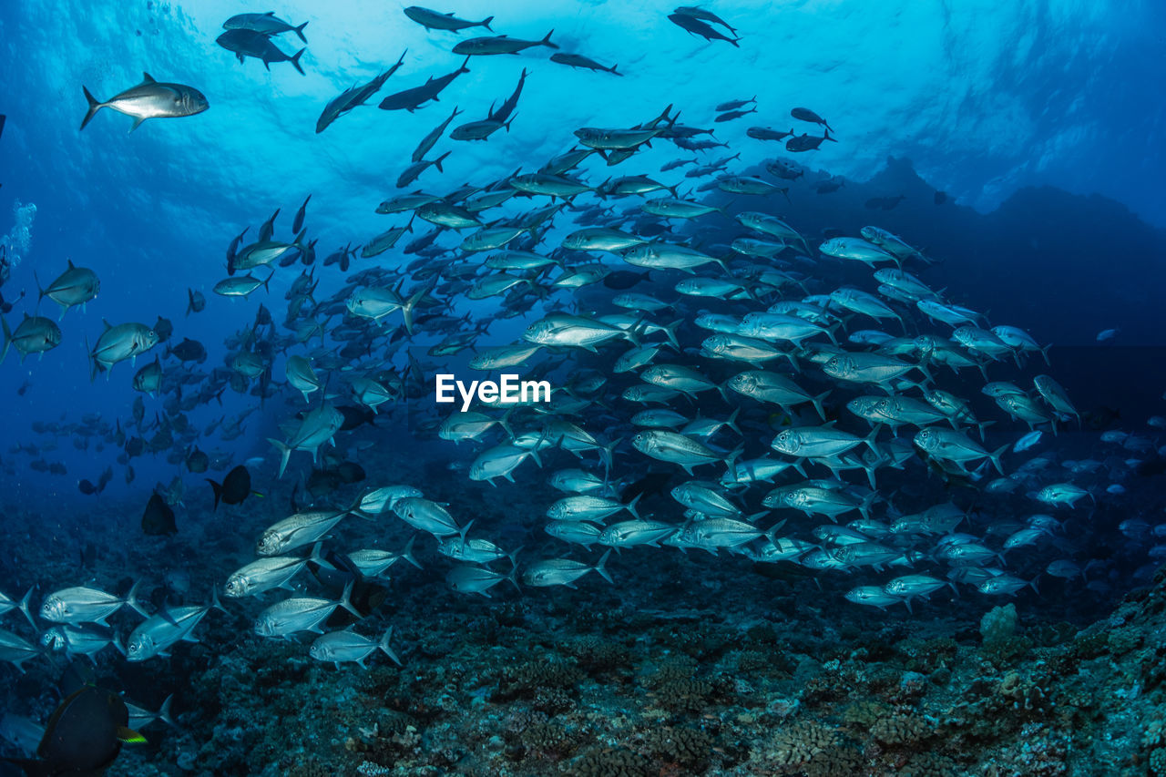 School of bigeye trevally, underwater photography