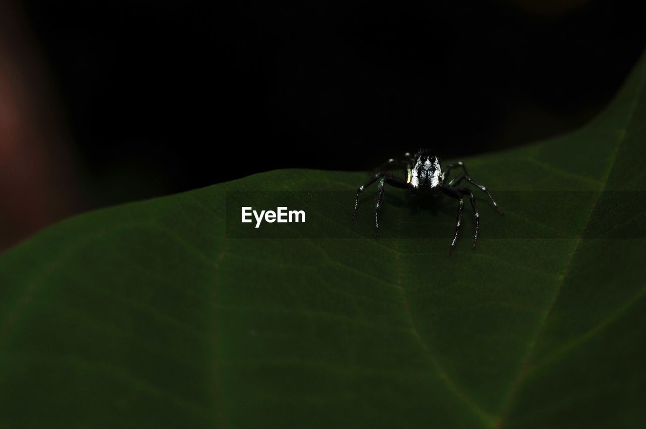 CLOSE-UP OF SPIDER IN THE BACKGROUND