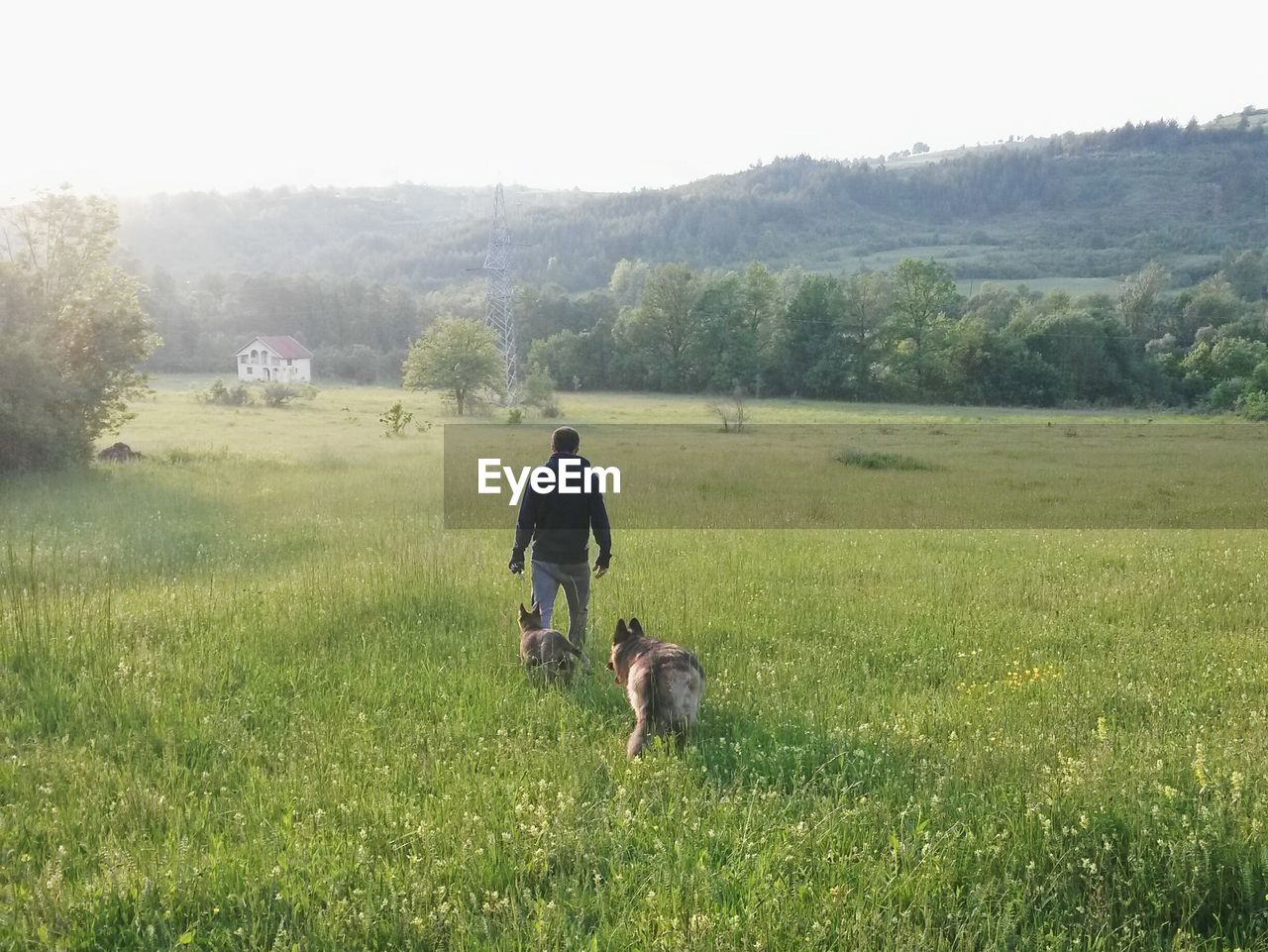 Rear view of man walking with dogs on grassy field