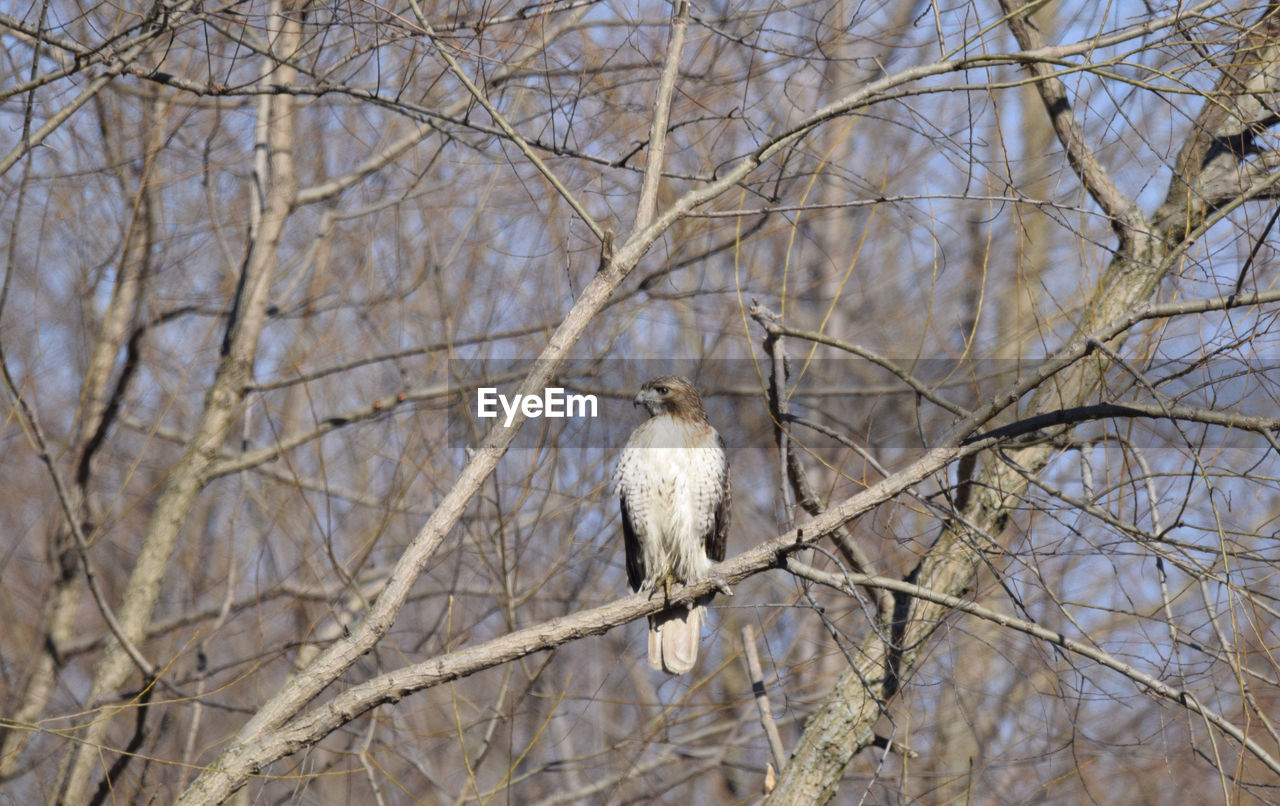 Low angle view of a hawk on bare tree
