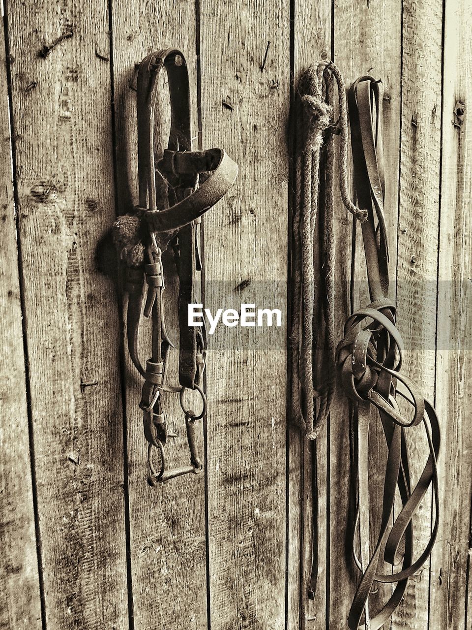 Old bridles and rope hanging on wooden wall