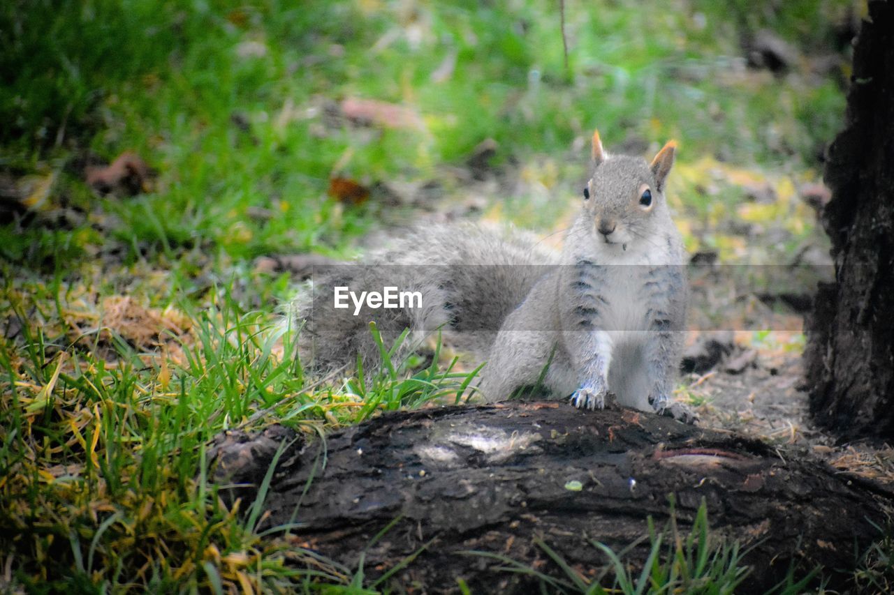 Squirrel sitting on field