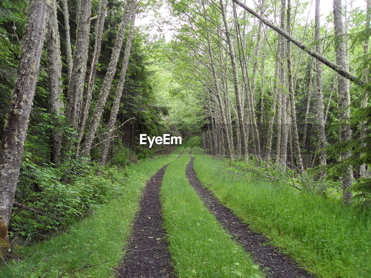 Road amidst trees in forest