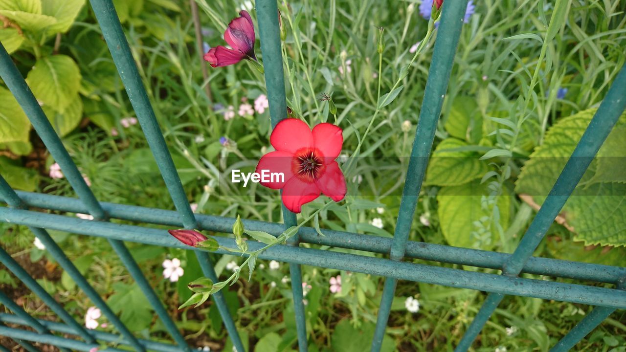 RED FLOWERS BLOOMING OUTDOORS