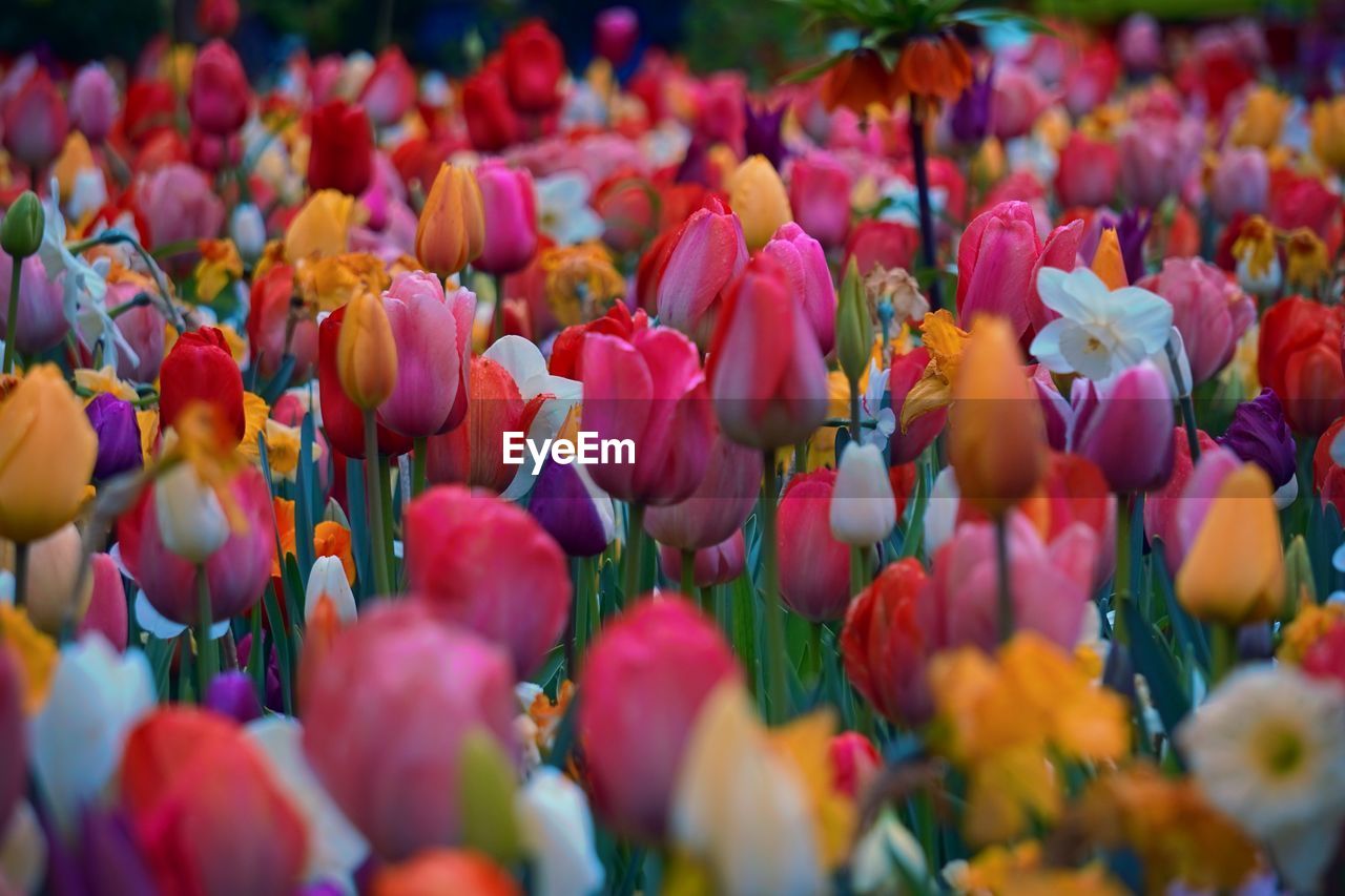 Close-up of tulips