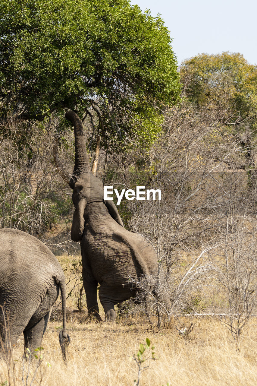 animal themes, animal, animal wildlife, wildlife, mammal, plant, elephant, tree, adventure, safari, indian elephant, savanna, group of animals, african elephant, nature, no people, environment, grass, day, two animals, tourism, outdoors, travel destinations, travel, bush, beauty in nature, animal body part, landscape, land, young animal, animal family, side view, domestic animals, elephant calf