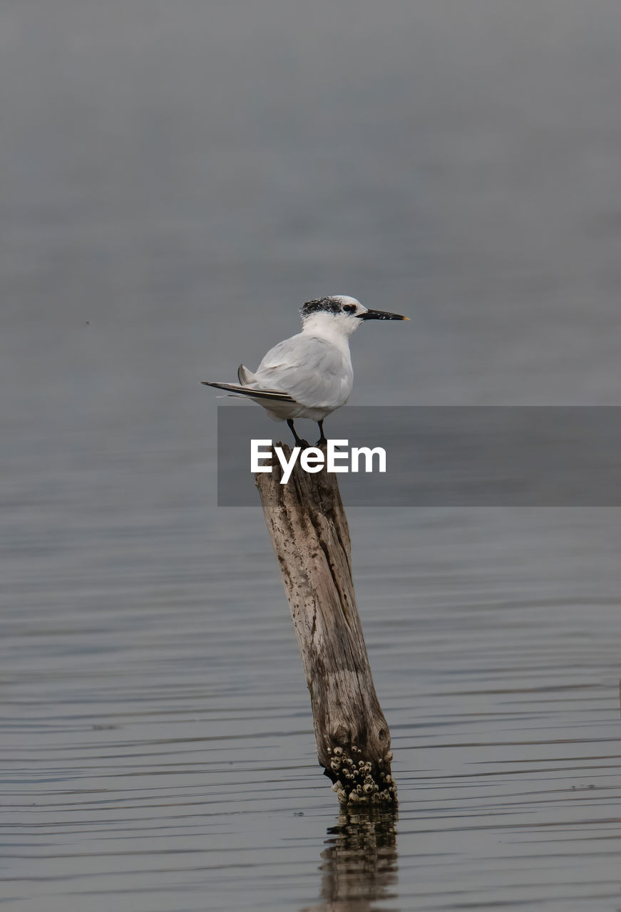 animal wildlife, animal themes, bird, animal, wildlife, one animal, water, wing, no people, nature, beak, lake, perching, day, reflection, outdoors, side view, beauty in nature, water bird, wood, full length, focus on foreground