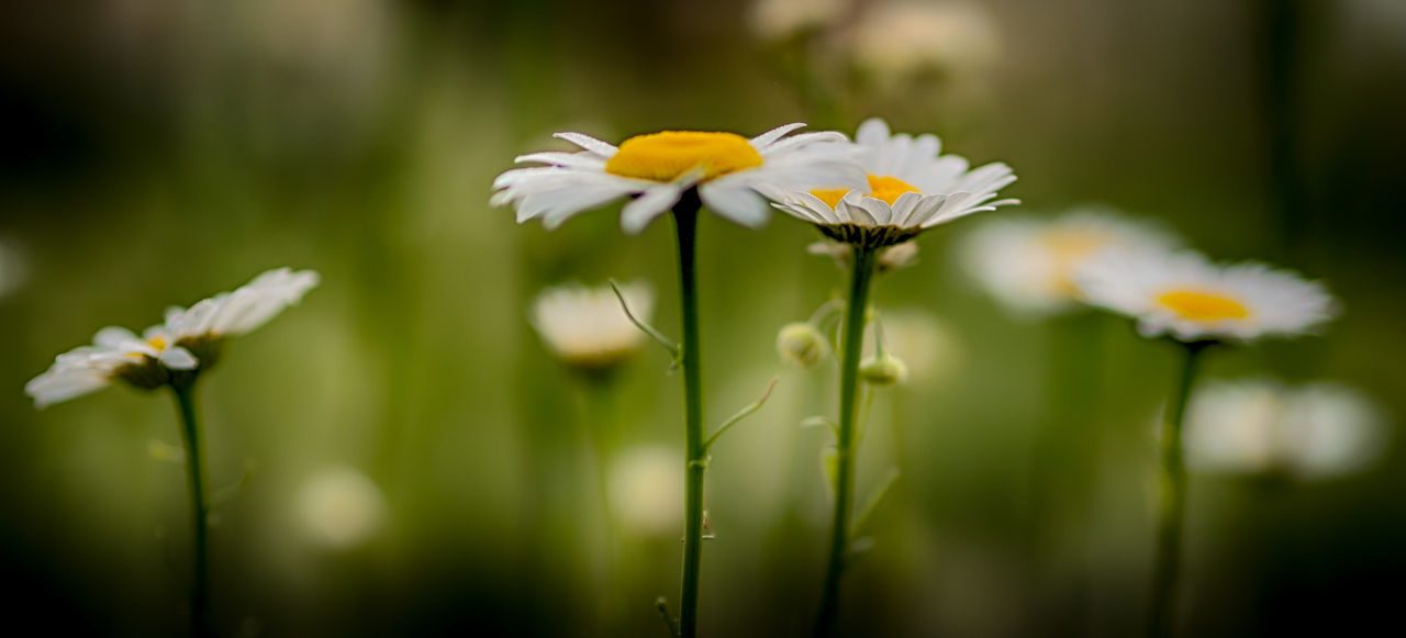 Close-up of flowers against blurred background