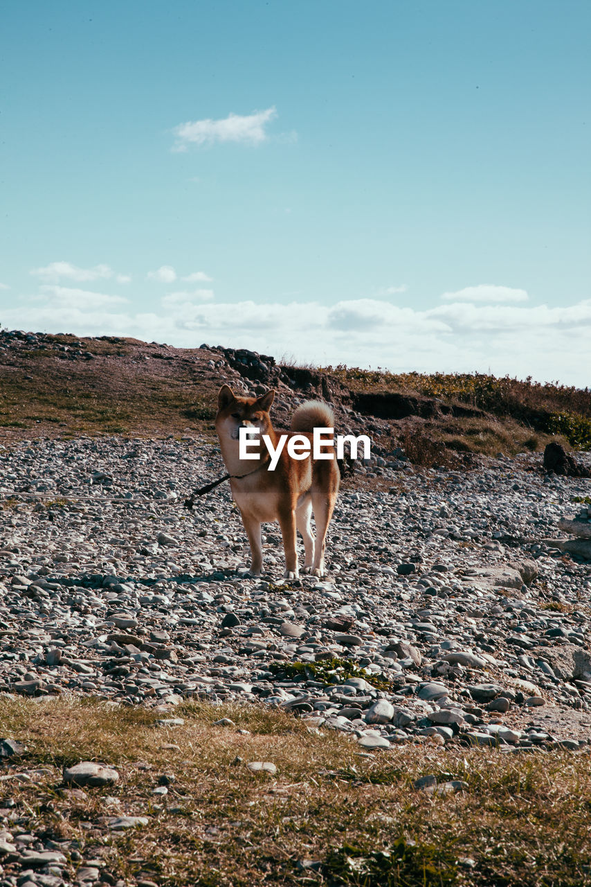 Shiba inu standing on field against sky