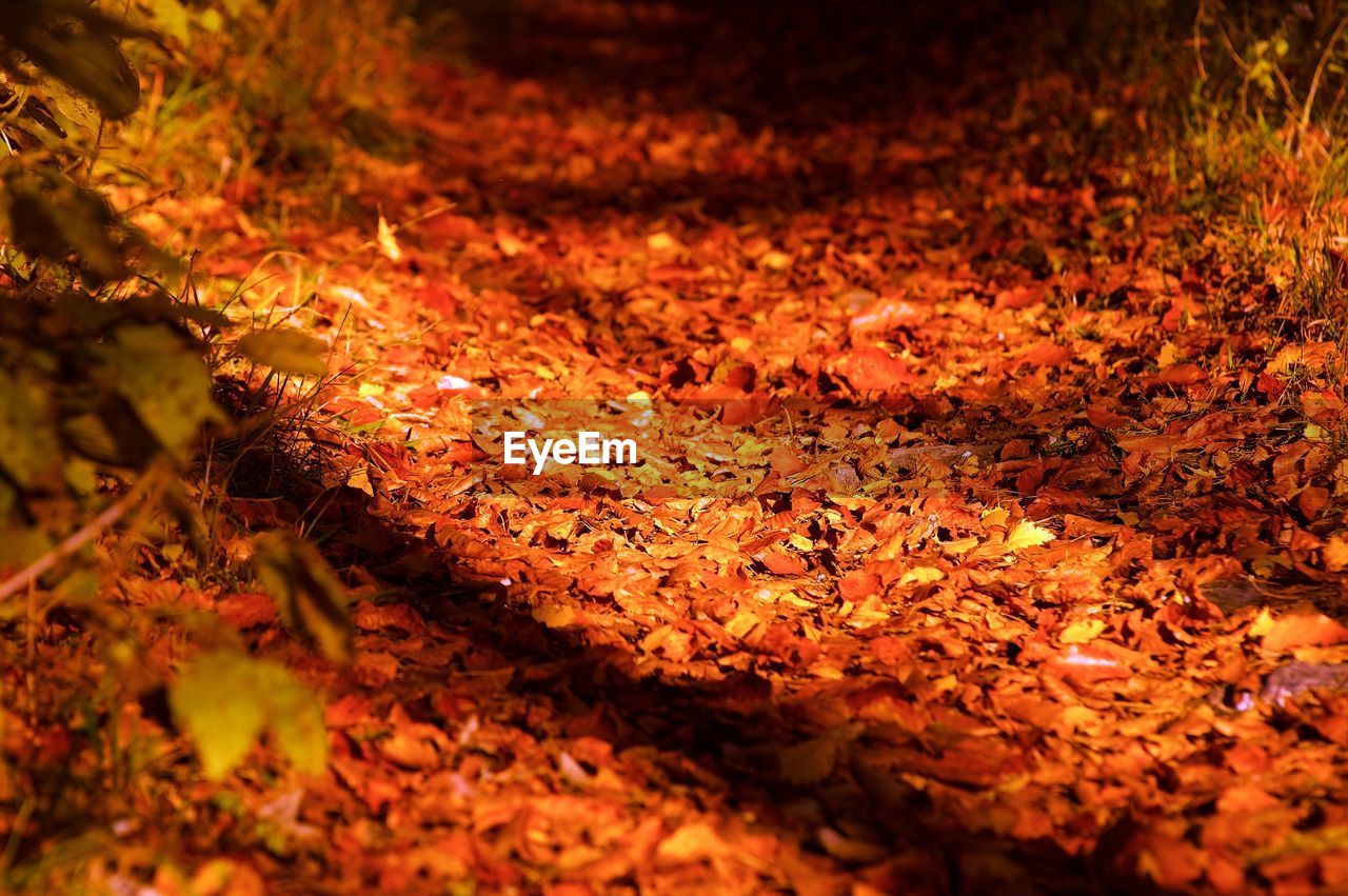 Close-up of autumn tree in forest