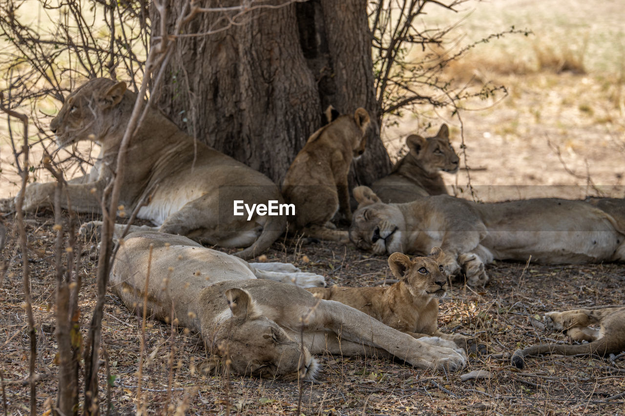 Lion family on field in forest