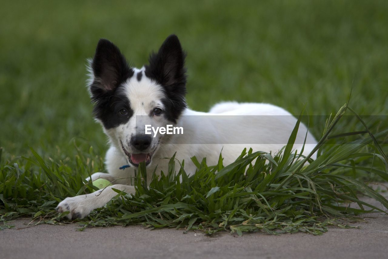 PORTRAIT OF DOG
