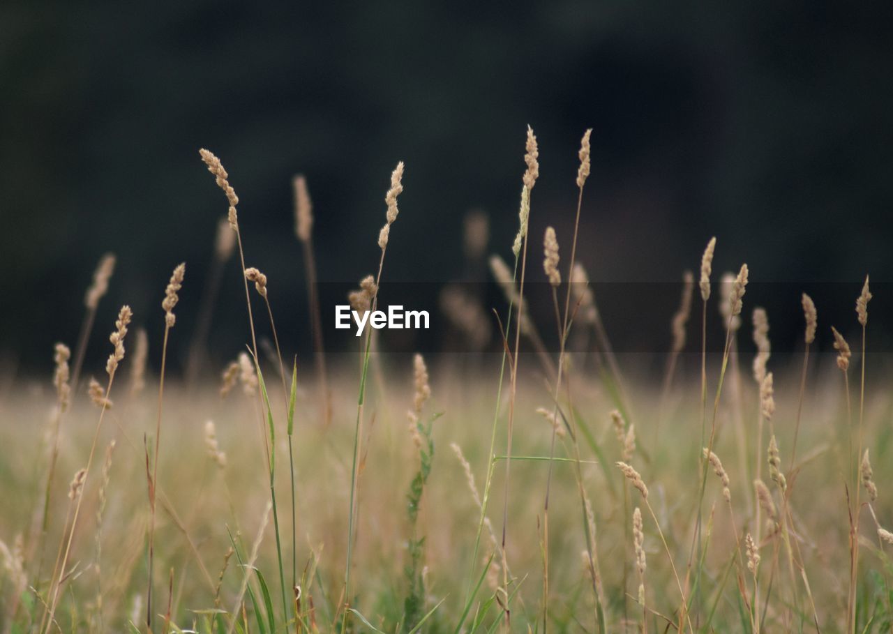 Close-up of plants on field