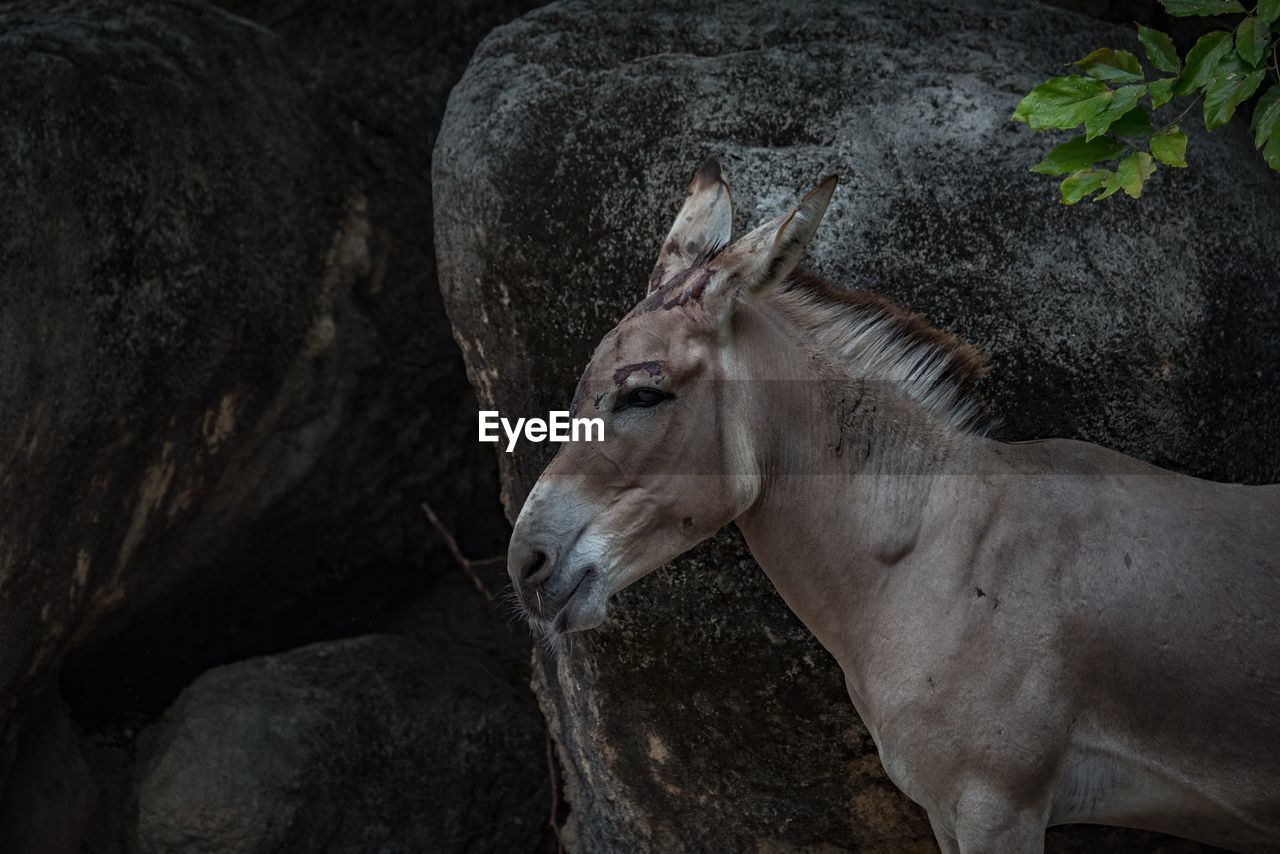 Donkey standing on rock