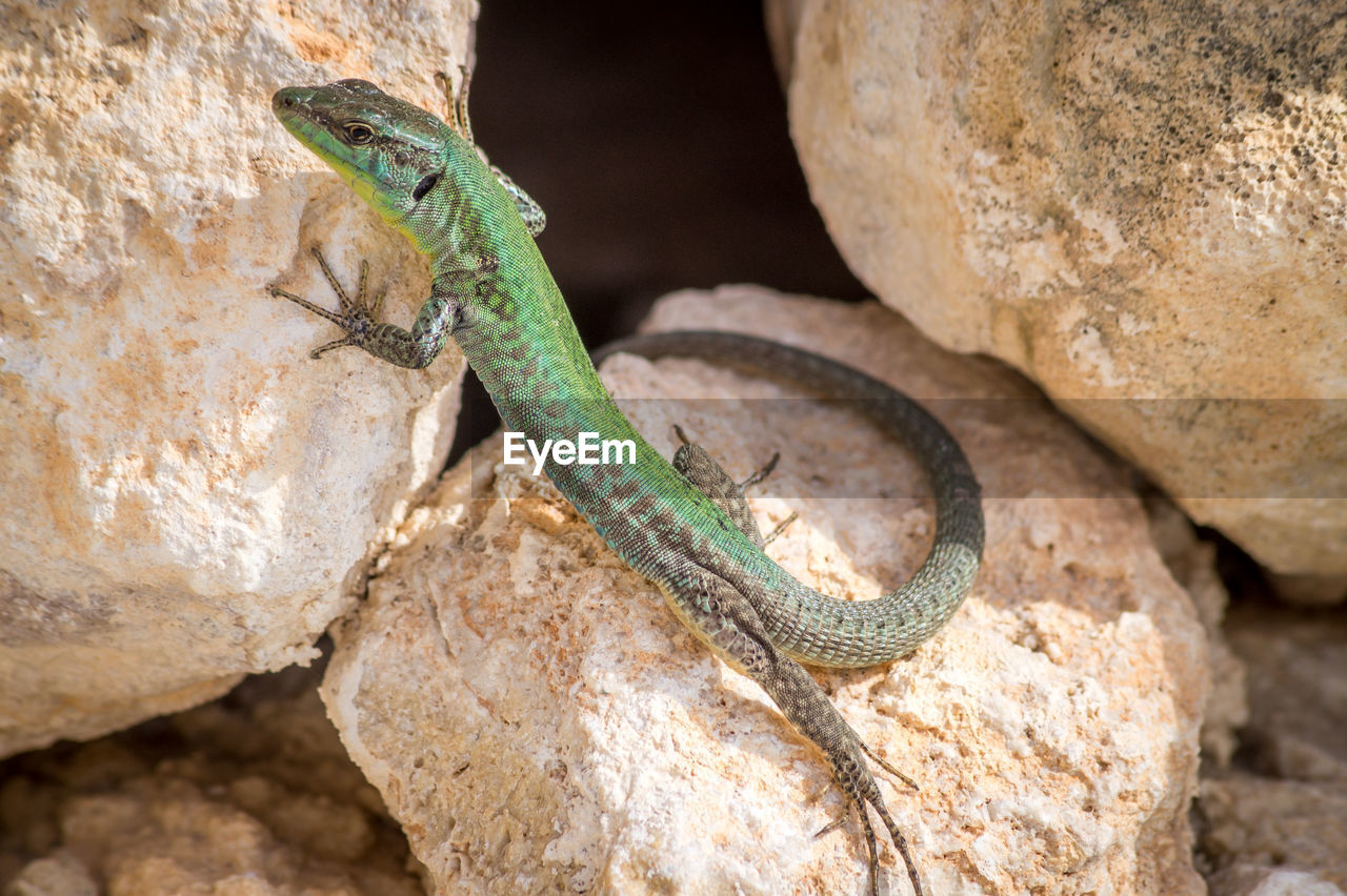 CLOSE-UP OF LIZARD ON ROCKS