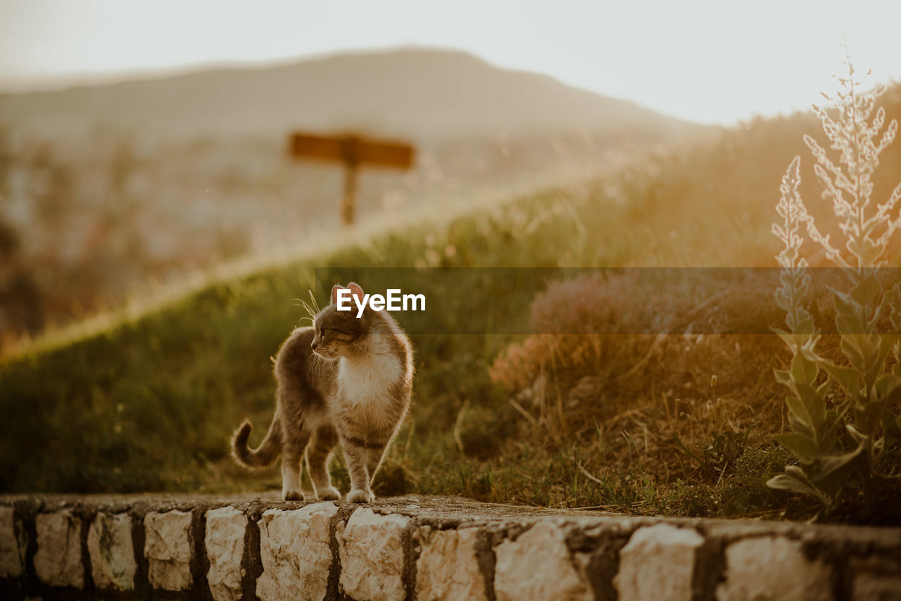 SHEEP IN A FIELD