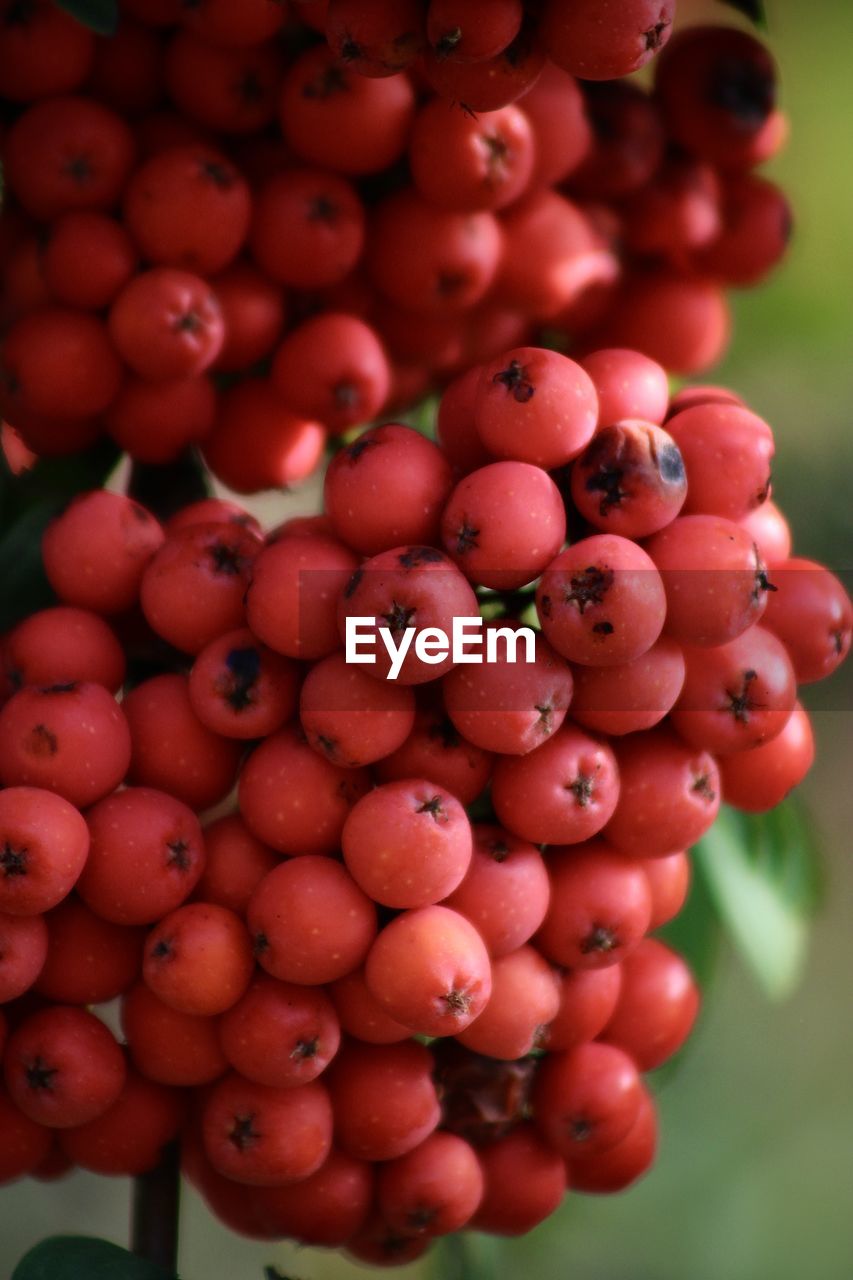 CLOSE-UP OF RASPBERRIES