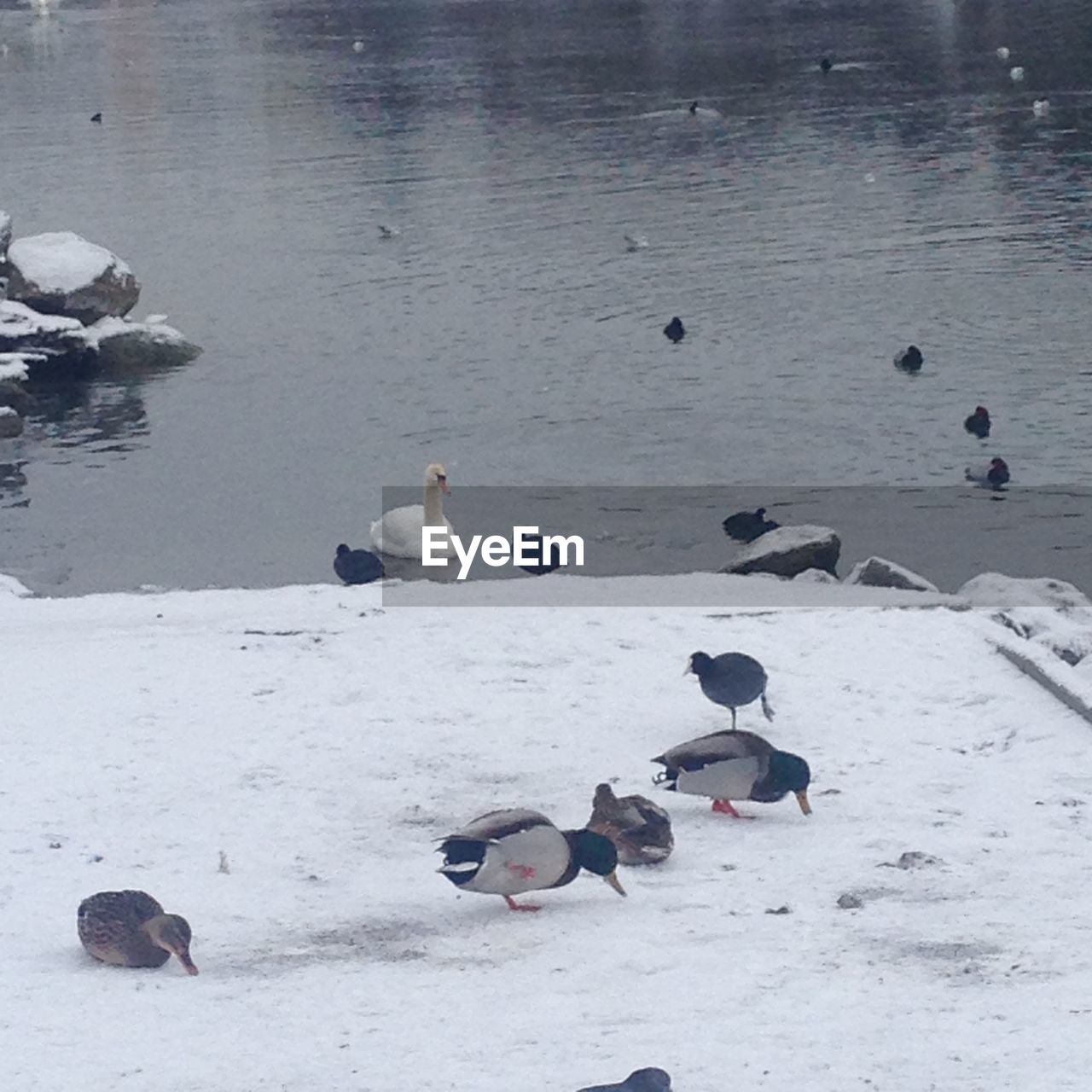 HIGH ANGLE VIEW OF SWAN SWIMMING IN LAKE