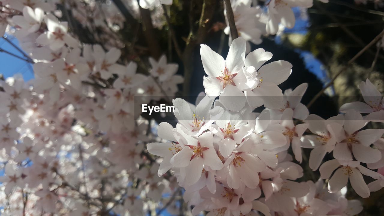 CLOSE-UP OF WHITE FLOWERING TREE