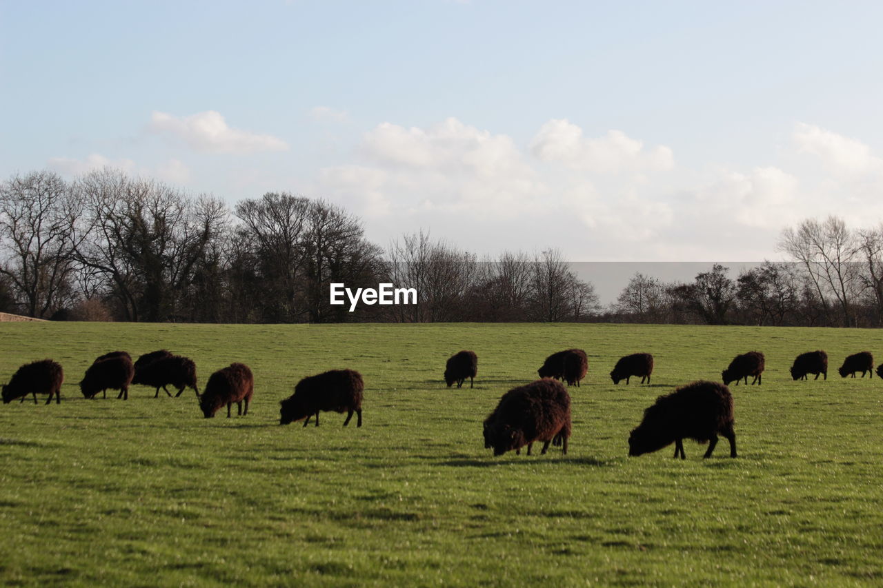 Cows grazing on grassy field