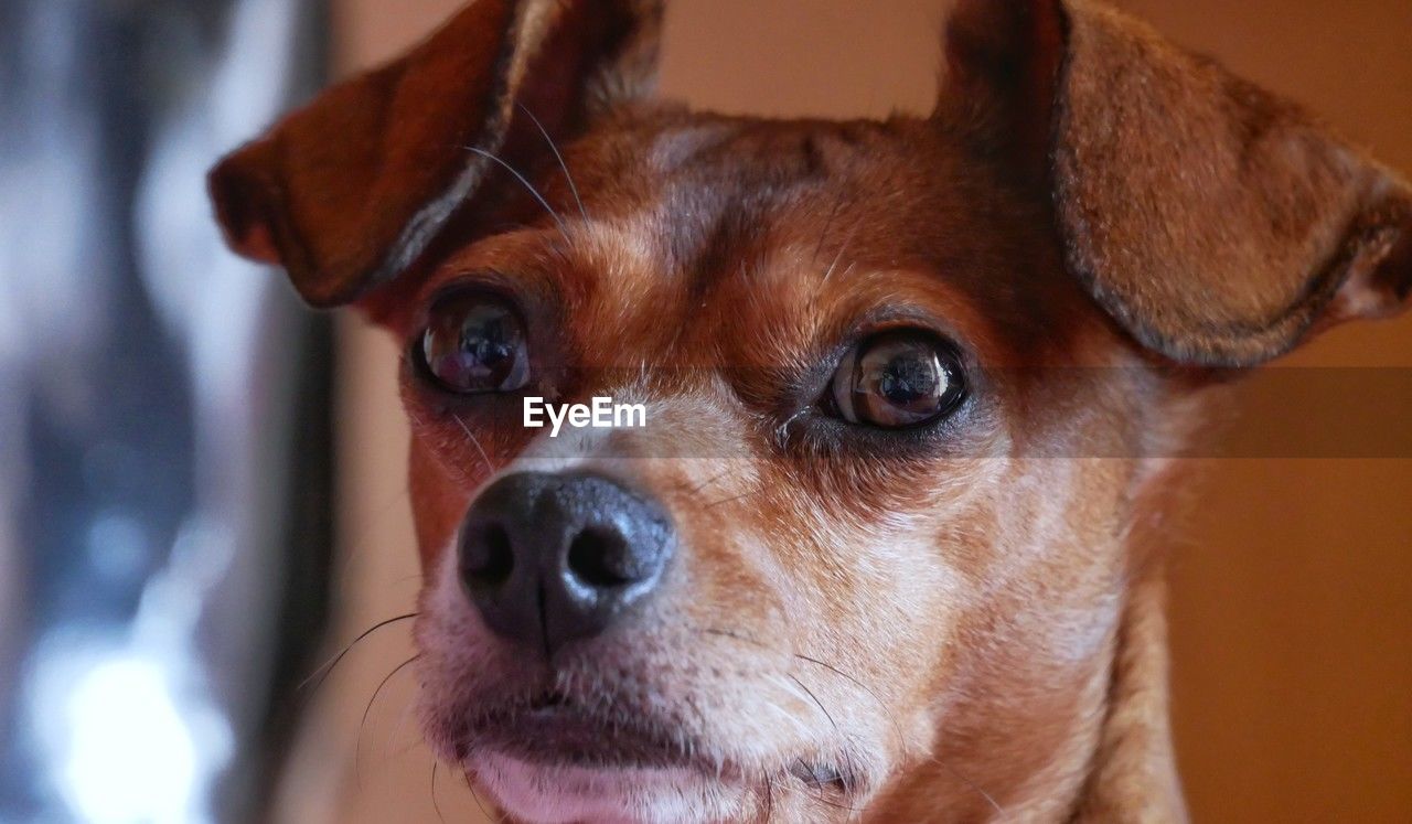 one animal, mammal, pet, domestic animals, animal themes, dog, canine, animal, portrait, animal body part, close-up, looking at camera, animal head, brown, indoors, lap dog, no people, focus on foreground, chihuahua, puppy, carnivore, looking