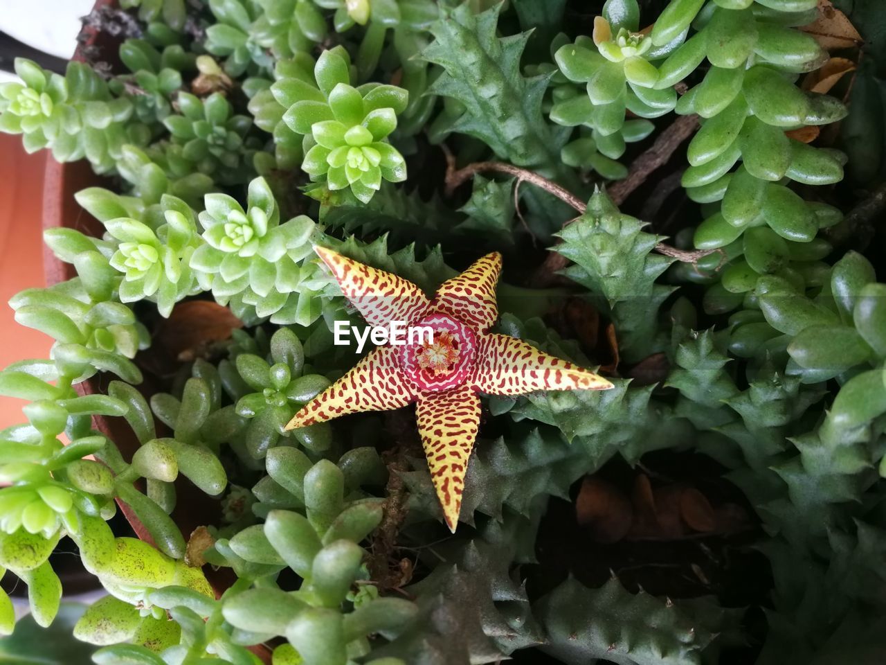 HIGH ANGLE VIEW OF A BUTTERFLY ON PLANT