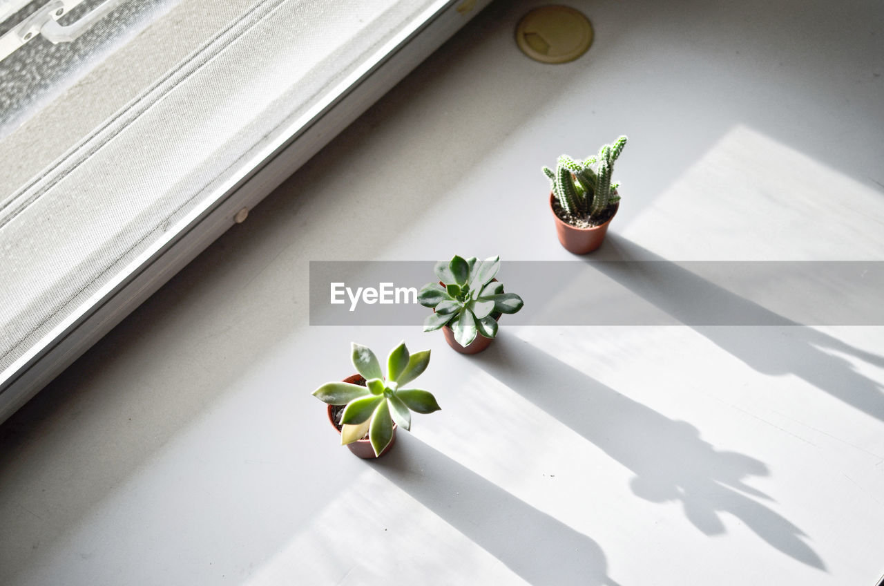 Close-up of potted plants