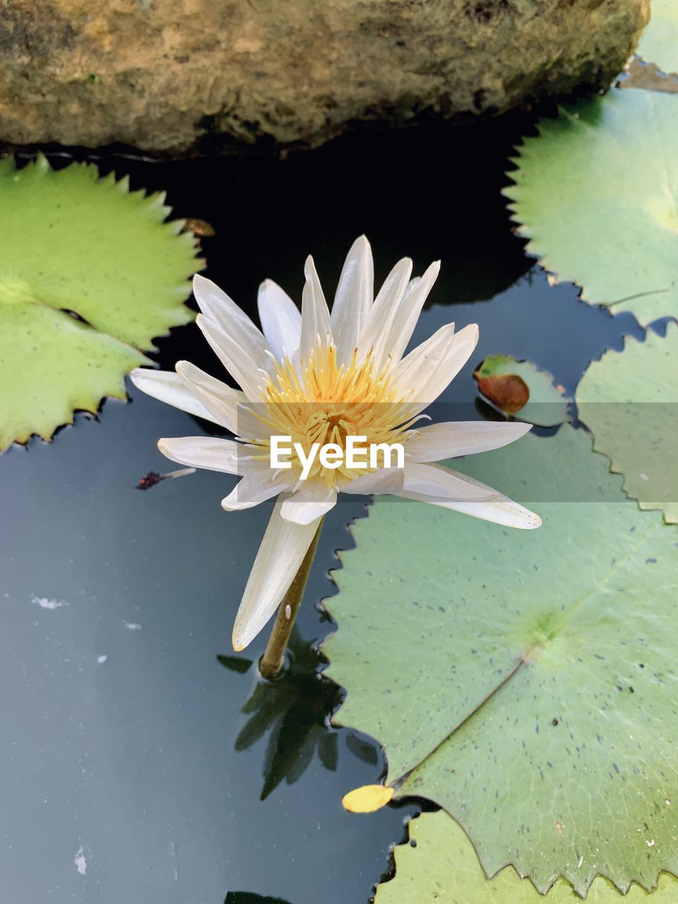 LOTUS WATER LILY IN POND